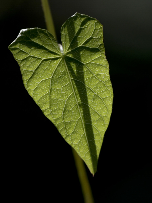 224 Blatt IMG_2359 als Smart-Objekt-1.jpg